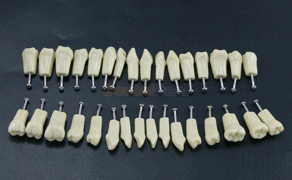 Dental Typodont M8021/M8022 28/32Pcs Replacement Teeth Fit Frasaco AG3/ANA-4